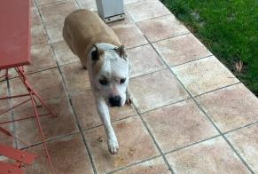 Alerta de Hallazgo Perro Hembra Léguevin Francia