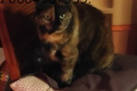 Alerta de Desaparición Gato  Hembra , 13 años Lucé Francia