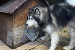 Alerta de Hallazgo Perro  Desconocido Aulnay-sous-Bois Francia