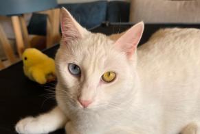 Alerta de Desaparición Gato Hembra , 2 años Vallauris Francia