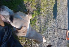 Alerta de Hallazgo Perro Macho Ramonville-Saint-Agne Francia