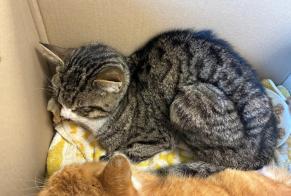 Alerta de Hallazgo Gato Macho Saint-Nicolas-d'Aliermont Francia