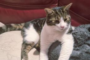Alerta de Desaparición Gato  Macho , 7 años Chemilly-sur-Yonne Francia