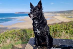 Alerta de Desaparición Perro cruce Hembra , 2 años Aurseulles Francia