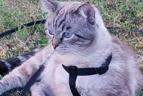 Alerta de Desaparición Gato Macho , 3 años Doingt Francia