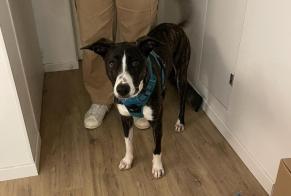 Alerta de Desaparición Perro cruce Hembra , 1 años Puylaurens Francia