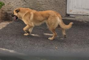 Alerta de Hallazgo Perro Desconocido Clichy-sous-Bois Francia