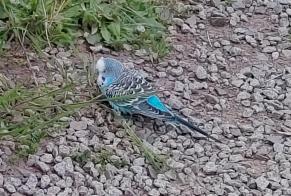 Alerta de Hallazgo Pájaro Desconocido Ottersthal Francia
