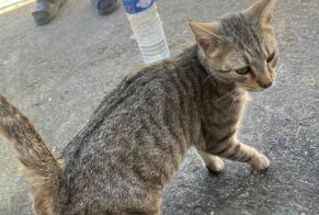 Alerta de Hallazgo Gato Hembra , 2 años Viesly Francia