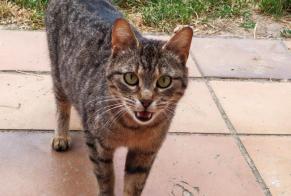 Alerta de Hallazgo Gato Hembra Gaillac-Toulza Francia