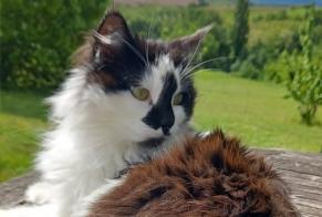 Alerta de Desaparición Gato Hembra , 6 años Cintegabelle Francia