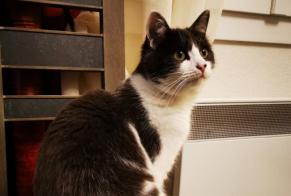Alerta de Desaparición Gato cruce Hembra , 2 años Saint-Pantaléon-de-Larche Francia