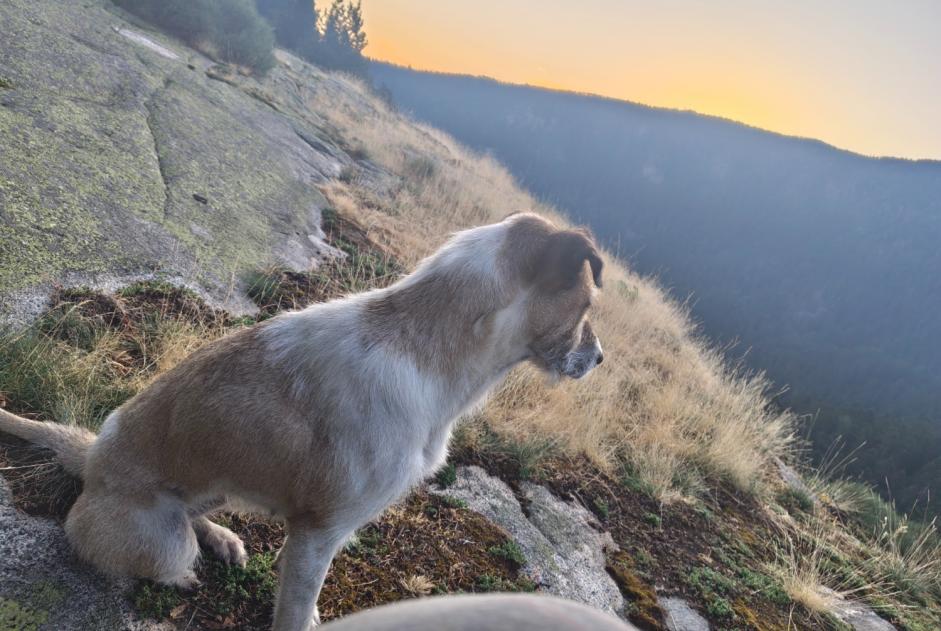 Perro Desaparecido en Mijanès (Ariège, Francia)  - alerta desaparición Pet Alert n° 373392