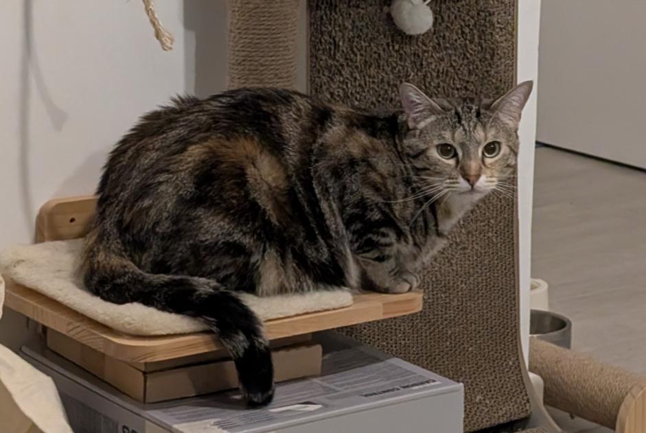 Gato Desaparecido en Collonges-sous-Salève (Haute-Savoie, Francia)  - alerta desaparición Pet Alert n° 373779