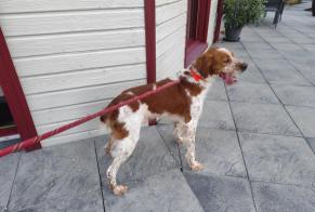 Alerta de Hallazgo Perro  Macho Beaulieu-sous-Parthenay Francia