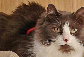 Alerta de Desaparición Gato cruce Hembra , 4 años Pleugriffet Francia