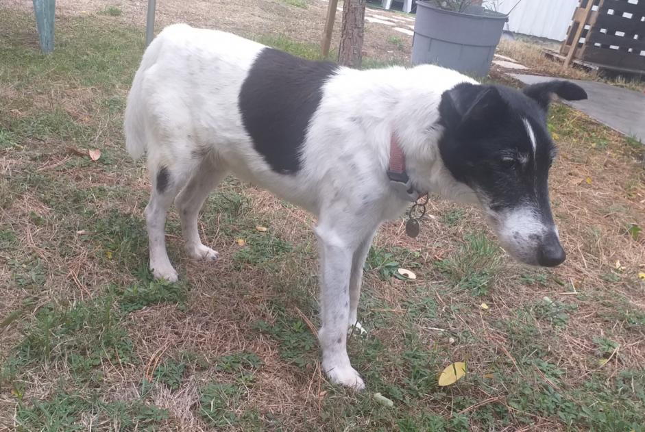 Alerta de Desaparición Perro  Macho , 14 años Aytré Francia