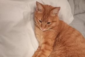 Alerta de Desaparición Gato Macho , 9 años Hériménil Francia