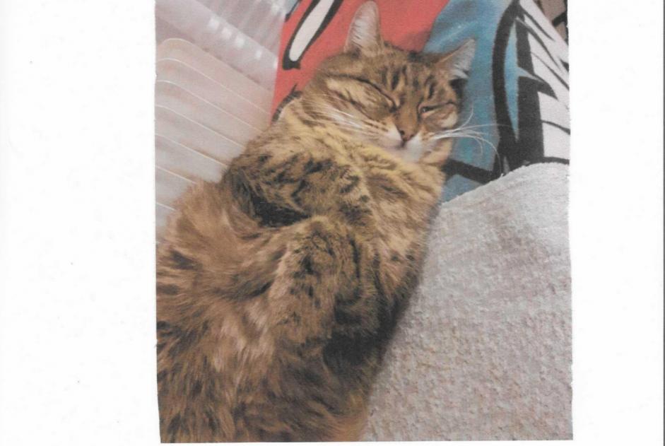 Alerta de Desaparición Gato cruce Hembra , 9 años Bourg-en-Bresse Francia