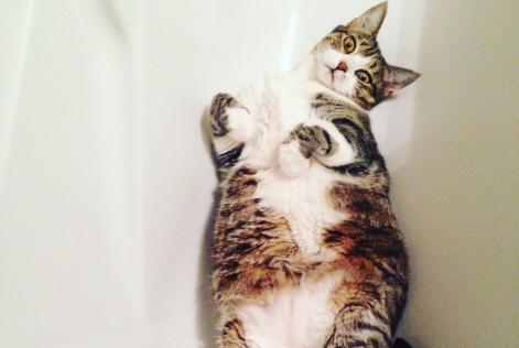 Chat miaule tout le temps pour rien
