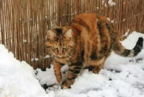 Alerte Disparition Chat Femelle , 15 ans Rouvenac France