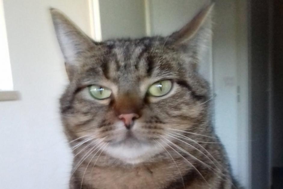 Alerte Disparition Chat  Mâle , 9 ans Périgueux France