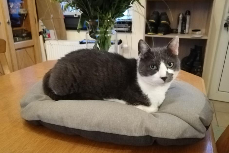 Alerte Disparition Chat  Mâle , 9 ans Liège Belgique