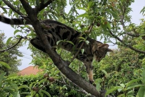 Alerte Disparition Chat  Mâle , 5 ans Allauch France