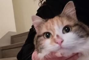 Recherche D Animaux Perdus Et Trouves Pets Fr