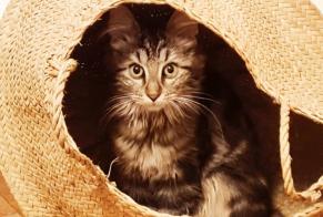 Alerte Disparition Chat  Femelle , 2 ans Épinal France