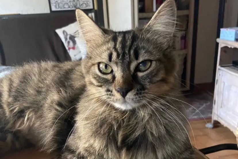 Alerte Disparition Chat Mâle , 2 ans Guillestre France