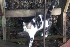 Alerte Découverte Chat Mâle Bains-sur-Oust France