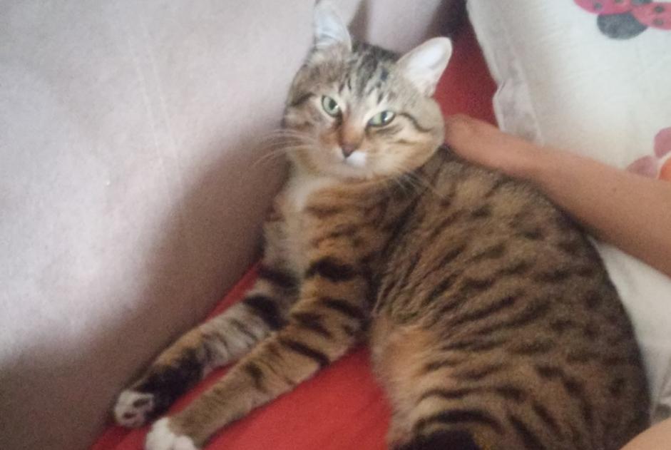 Alerte Disparition Chat Mâle , 13 ans Saint-Gervais-la-Forêt France