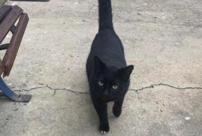 Alerte Découverte Chat Mâle Samadet France