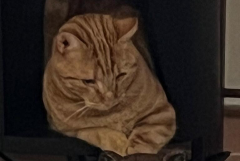 Alerte Disparition Chat croisement Mâle , 2 ans Souvigné France