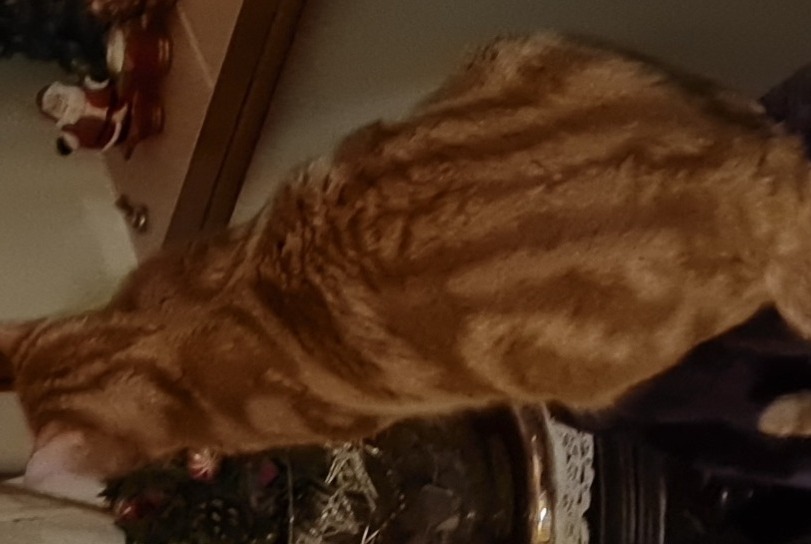 Alerte Disparition Chat croisement Mâle , 2 ans Souvigné France