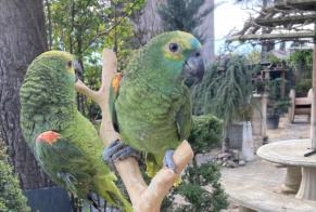 Alerte Disparition Oiseau Femelle , 2023 ans Le Péage-de-Roussillon France