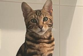 Alerte Disparition Chat  Mâle , 1 ans Villeurbanne France