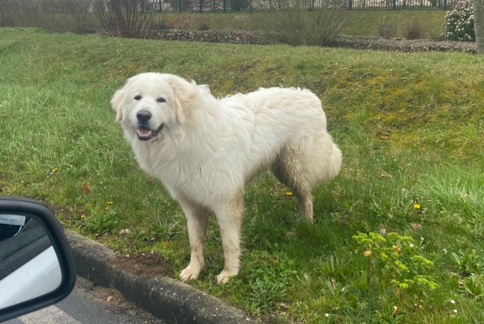 Alerte Découverte Chien  Inconnu Lèves France