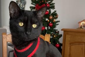 Alerte Disparition Chat Femelle , 3 ans Séreilhac France