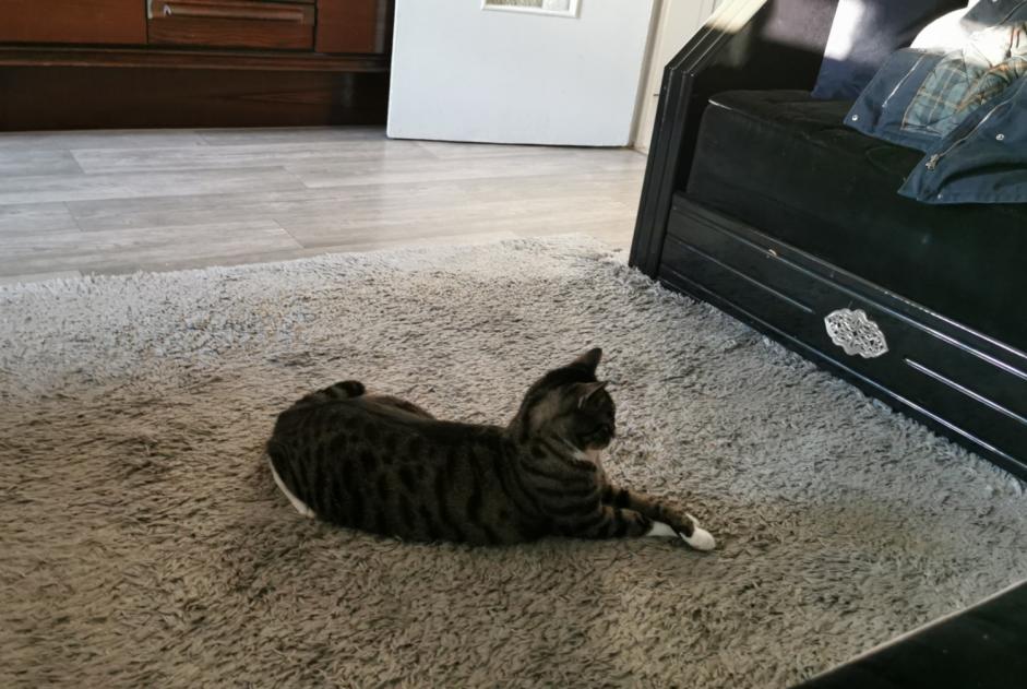 Alerte Disparition Chat  Mâle , 2 ans Épinay-sur-Seine France