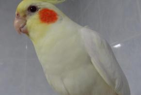 Alerte Disparition Oiseau Mâle , 2023 ans Vienne France