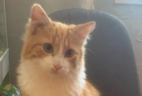Alerte Disparition Chat Mâle , 1 ans Canet-en-Roussillon France