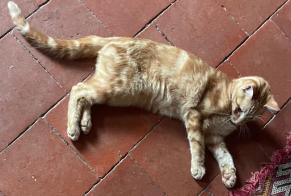 Alerte Disparition Chat Mâle , 1 ans La Chapelle-Saint-Aubin France