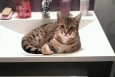 Alerte Disparition Chat Mâle , 6 ans Saint-Léonard-de-Noblat France