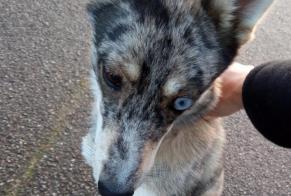 Alerte Découverte Chien croisement Inconnu Beuzeville-la-Grenier France