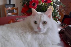 Alerte Disparition Chat  Mâle , 8 ans Plouzané France
