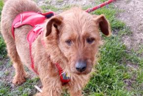 Alerte Disparition Chien Femelle , 7 ans Albi France