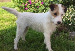 Alerte Disparition Chien  Femelle , 3 ans Génissac France