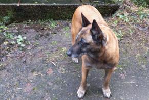 Alerte Disparition Chien  Femelle , 10 ans Corrèze France